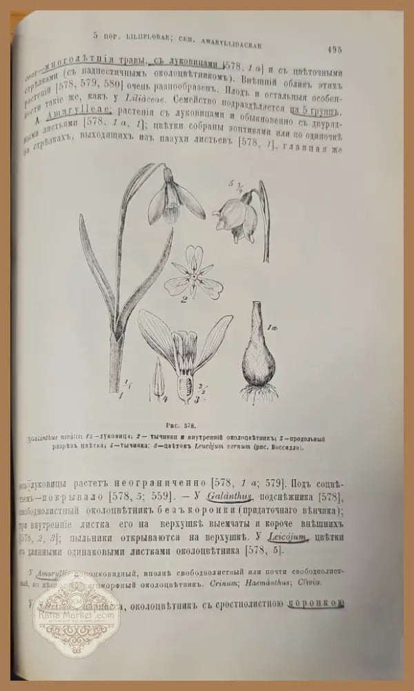 Систематика растений. Част 1 (146) - Книга