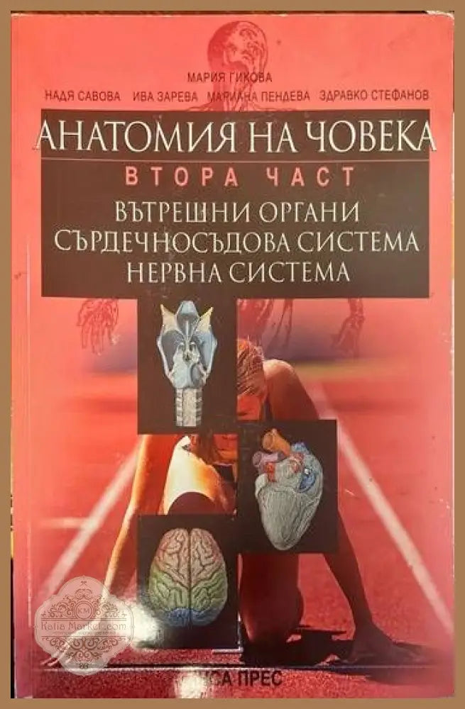 Анатомия на човека. Втора част: Вътрешни органи сърдечносъдова система нервна система - Колектив - Книги