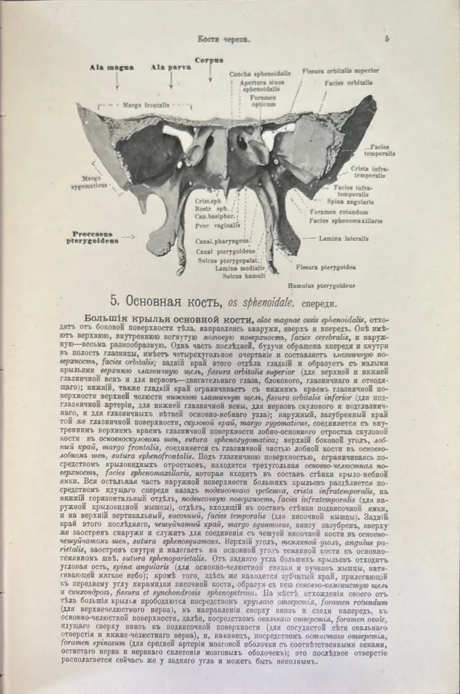 Атласъ по анатомии человъка. Част 1-я (499) - Книга