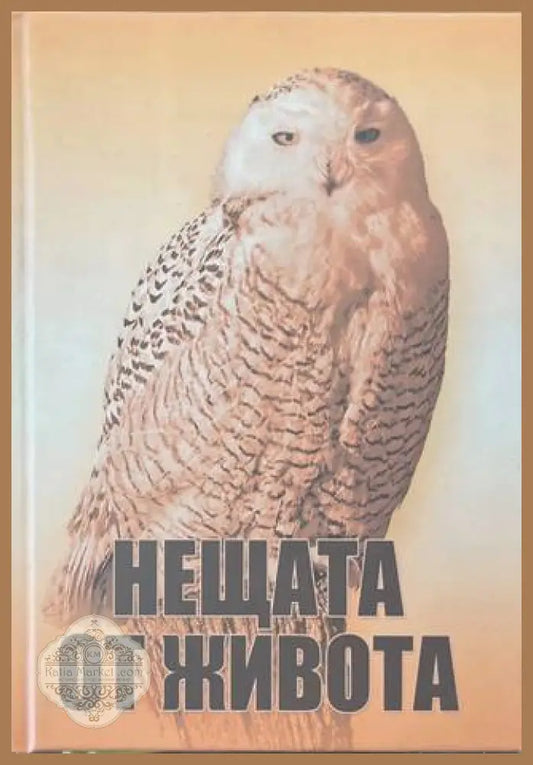 Нещата от живота - Seven Studio