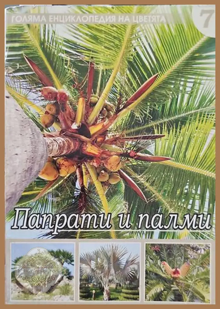 Папрати и палми - Авторски колектив - Книги