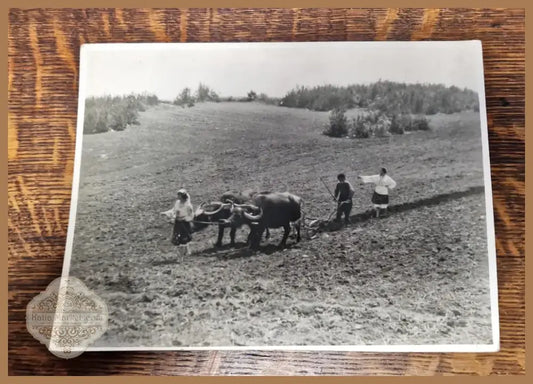 Плакат - Невена Дочева 1933 (39)