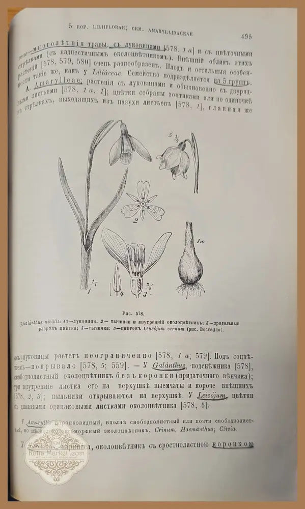 Систематика растений. Част 1 - С. И. Ростовцева - Книги